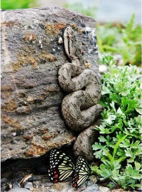 中国排名第二十七剧毒蝮蛇中介蝮