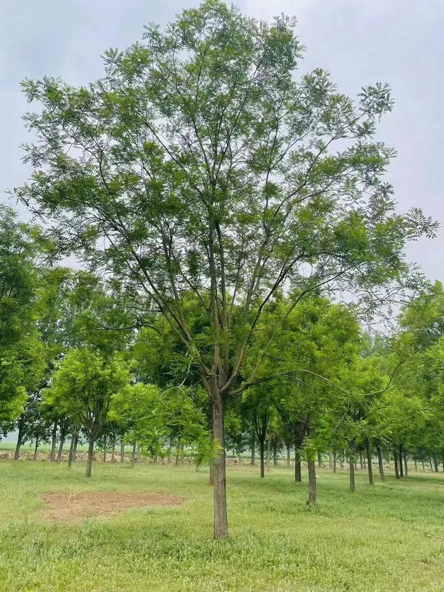 国槐树小苗种植方法