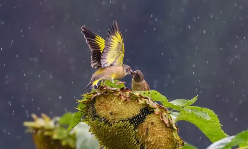 向日葵传播种子的方法是什么