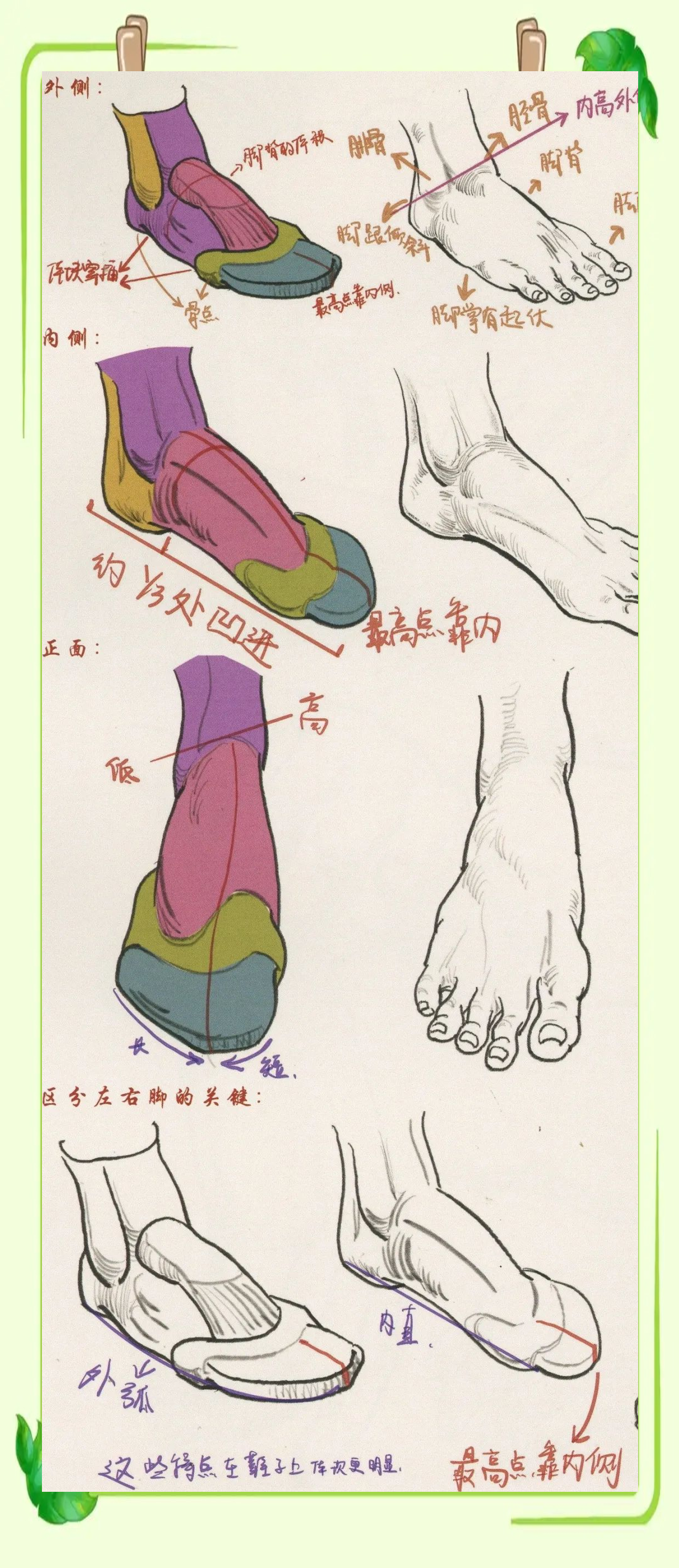 因此,在了解脚部结构的基础上,我们还需要进一步