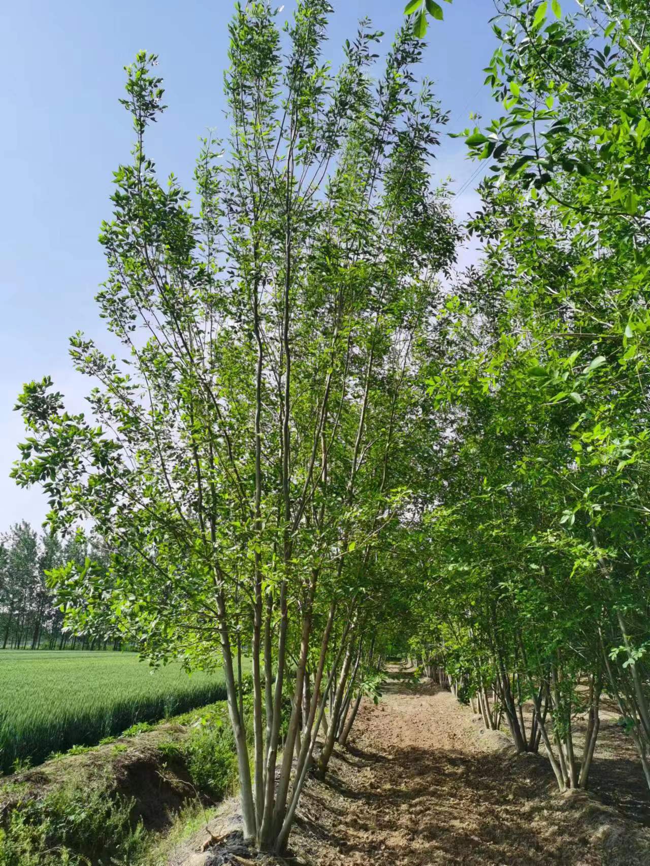 丛生白蜡价格太便宜了