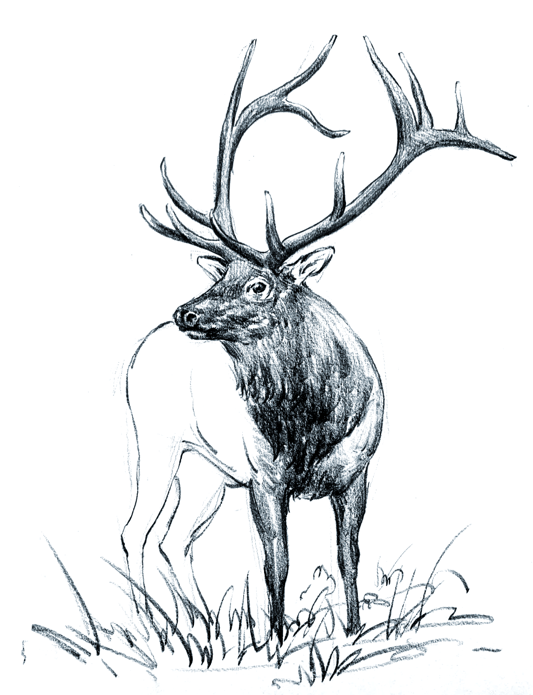 速写鹿的画法全攻略,轻松掌握素描技巧