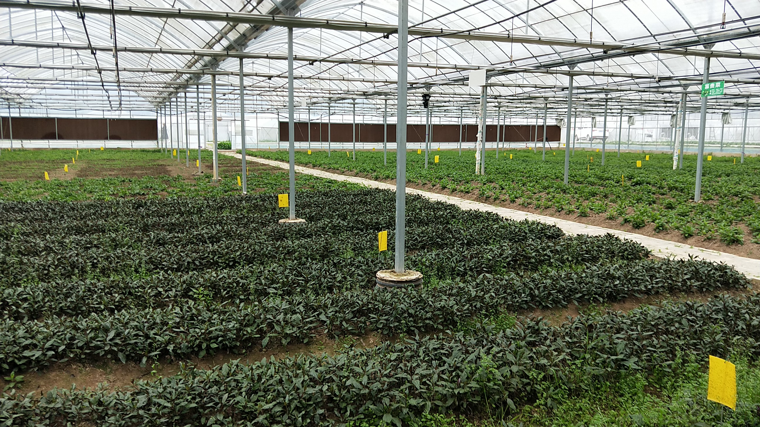 野菜种植基地加盟(全国野菜种植基地)
