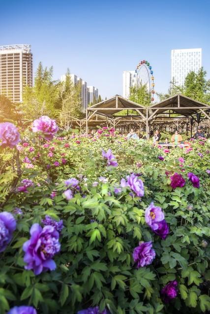 风情万种国花红,皇家风范迷人醉国色天香牡丹园,花开时节谁与争