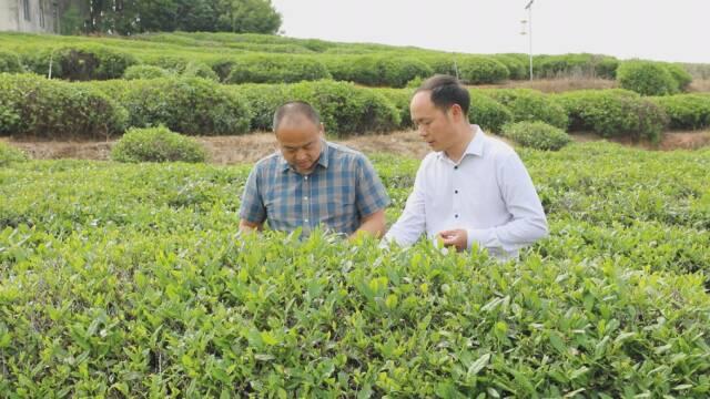 孝昌邹岗:荒山变"金山" 茶香富农家