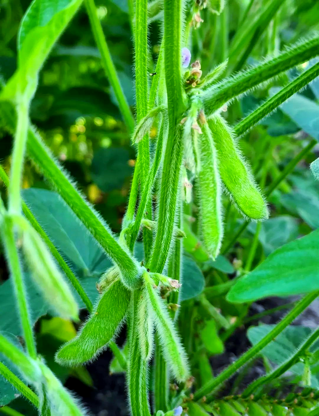 毛豆种植全攻略:掌握这些技术,轻松培育美味蔬菜