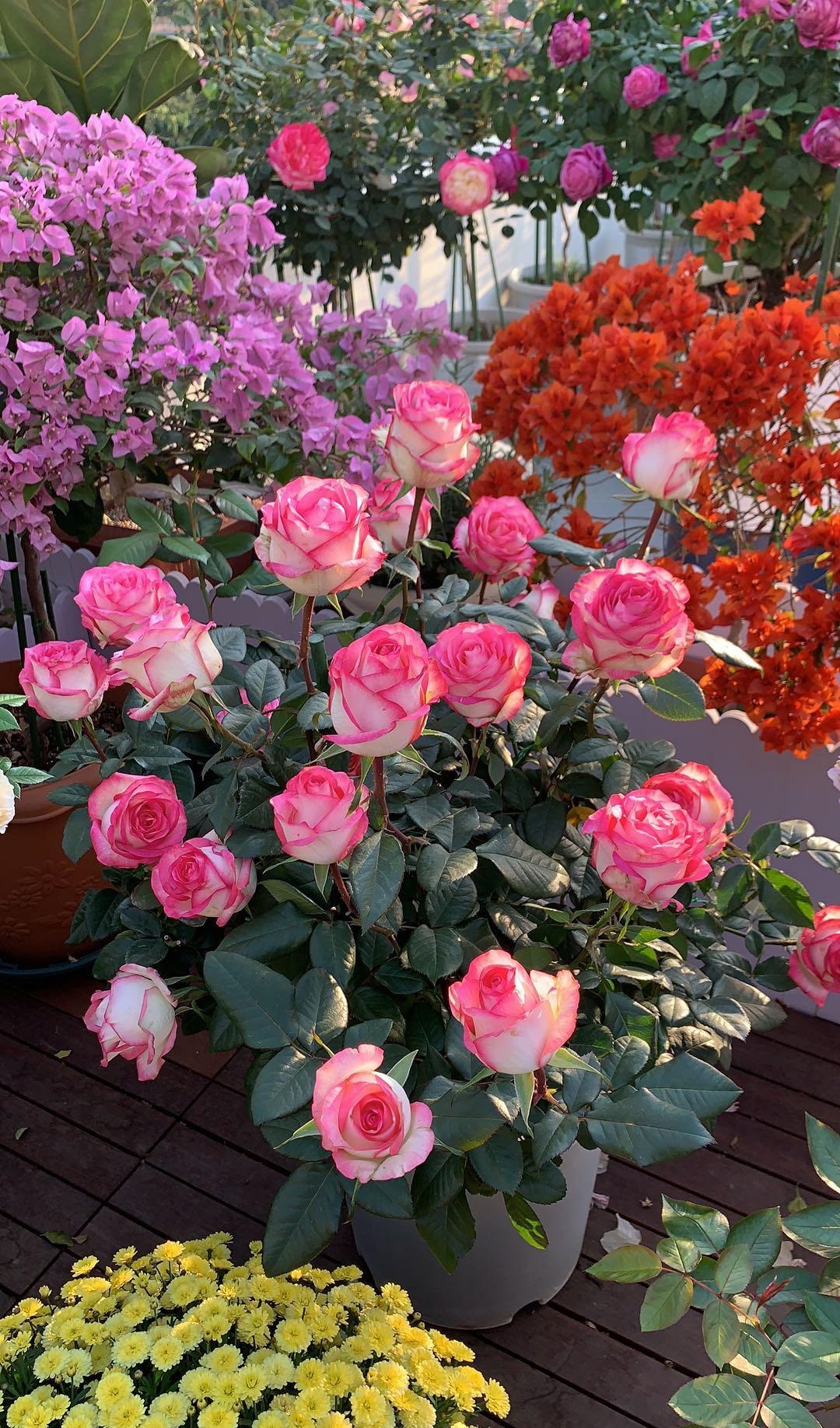 月季花界的"贵族"—朱米莉亚,美胜玫瑰,多季花开,你值得拥有