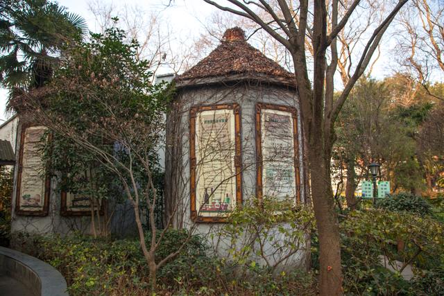 元代吳家,明代錢氏,上海金山張堰公園2株250年古銀杏有啥寓意?