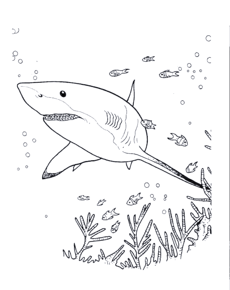 15款鲨鱼简笔画,孩子涂色必备