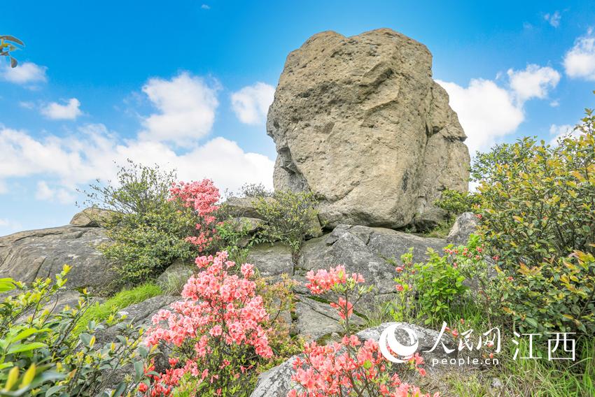 江西丰城:升华山杜鹃花盛开