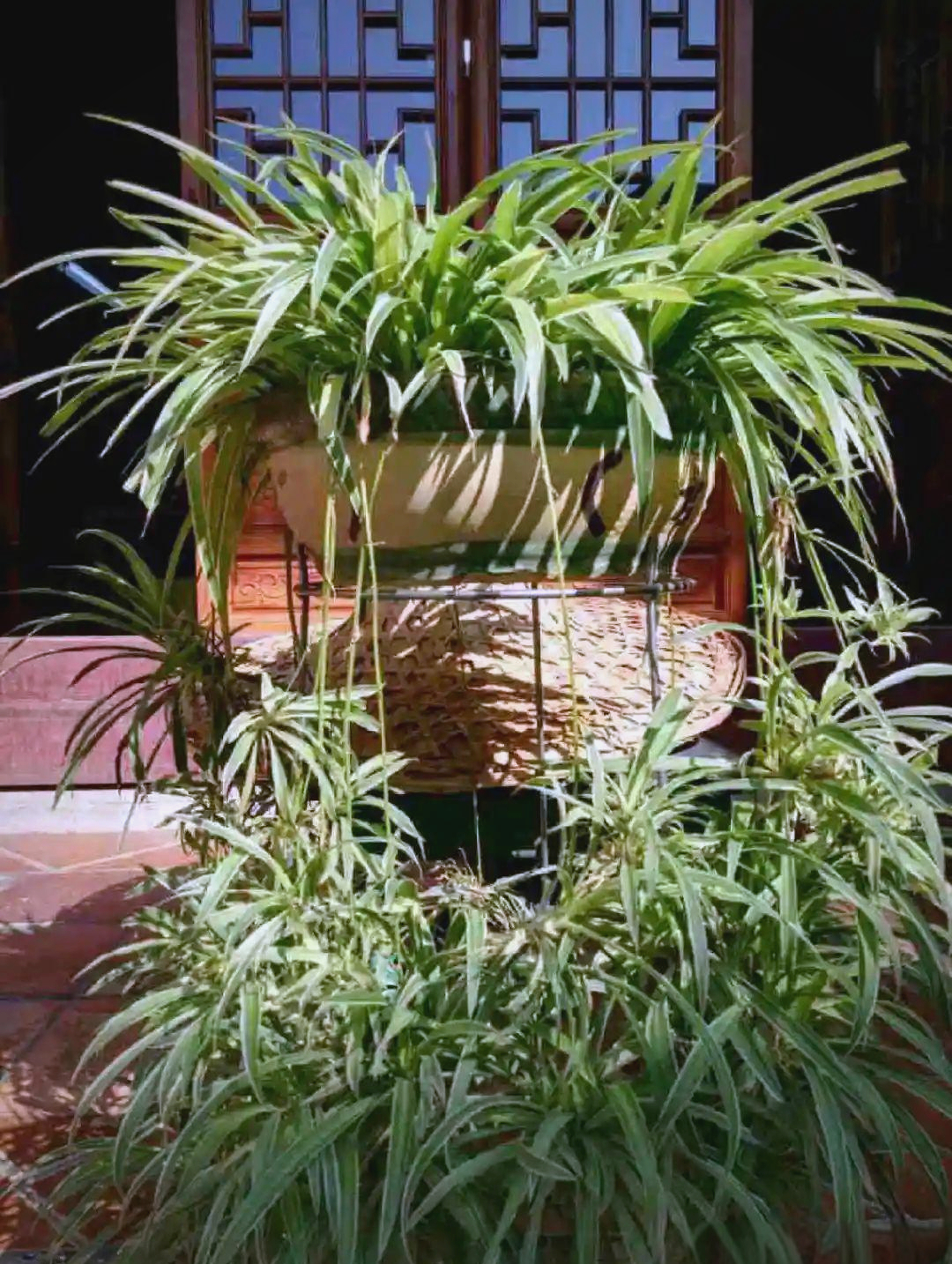 黄豆与羊粪:养花秘籍,让你的绿萝吊兰茁壮成长