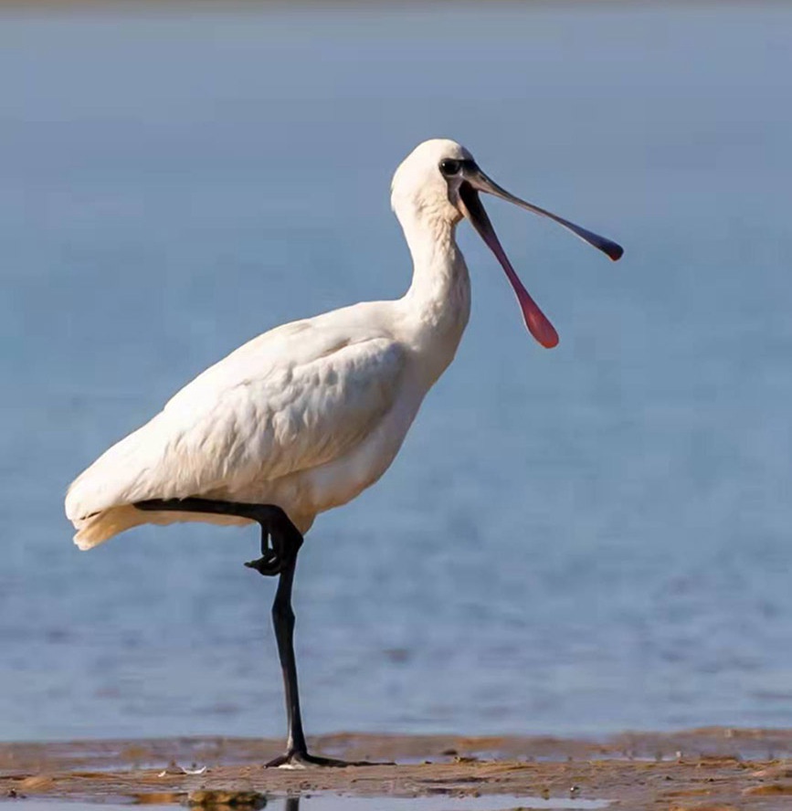 国家一级保护野生动物"黑脸琵鹭"做客广西合浦