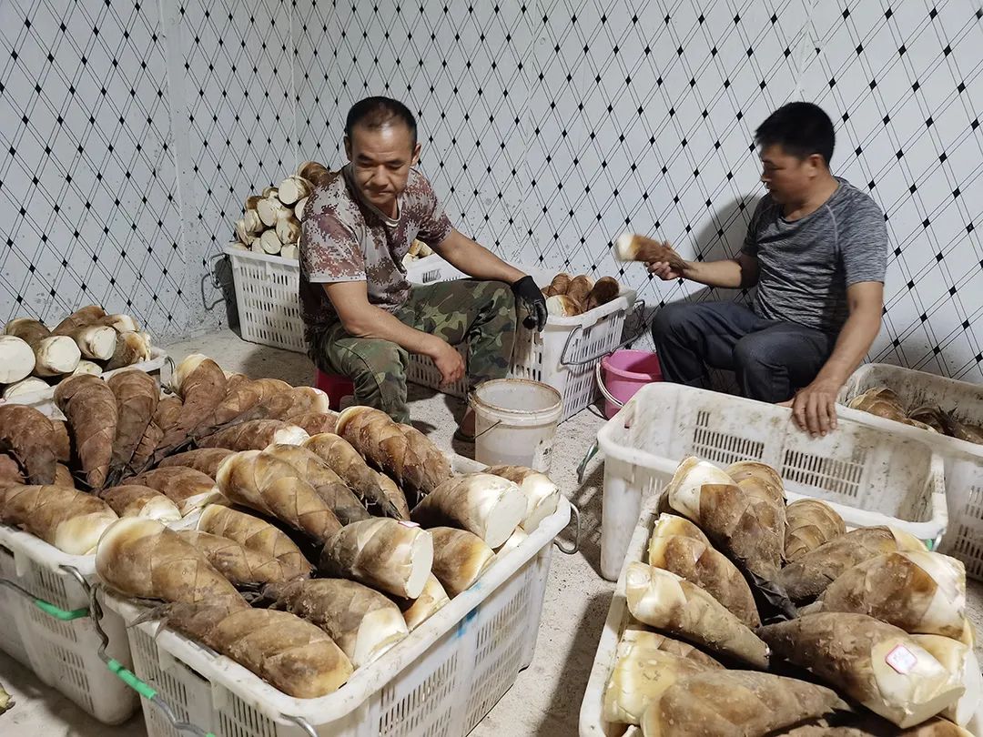 走基层 看振兴丨思茅莲花村:甜龙竹笋种植  种出甜日子