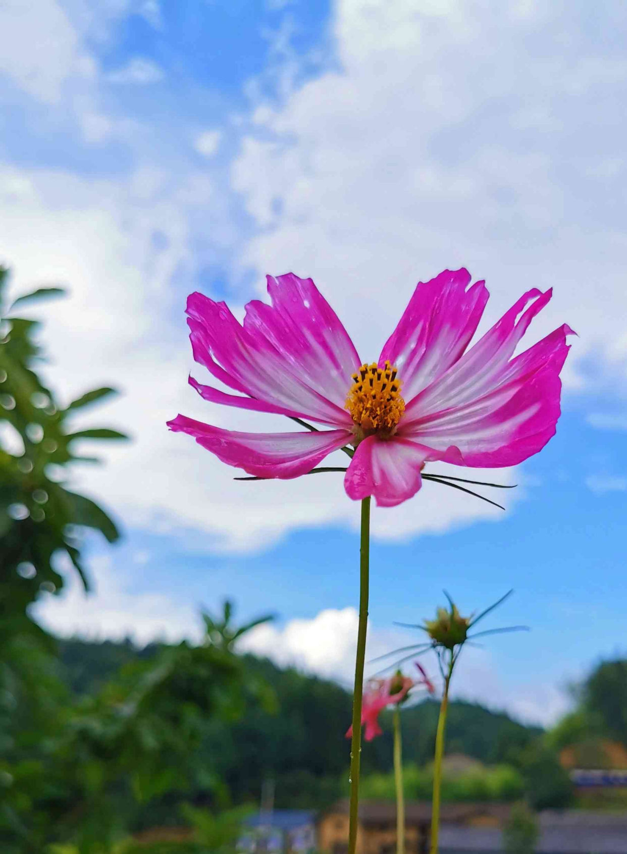 朵朵花儿向阳开