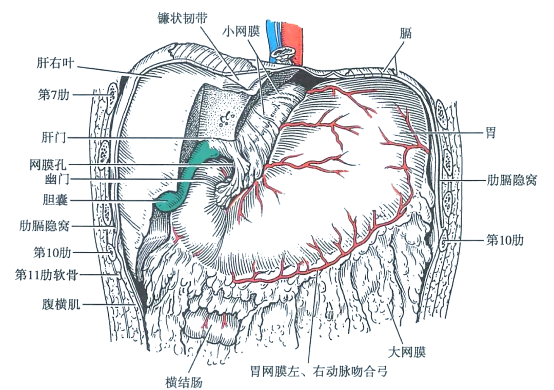 胃的全面解剖：位置、结构、血管与神经等详细解析