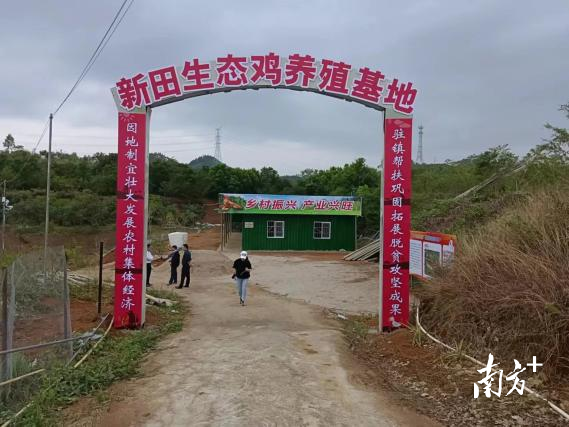 帮扶工作队助力,陆河新田首批生态养殖鸡出栏