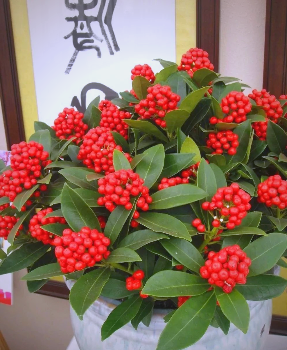 多种红果花,既"中国风"又"北欧范",寓意吉祥,增添节日气氛