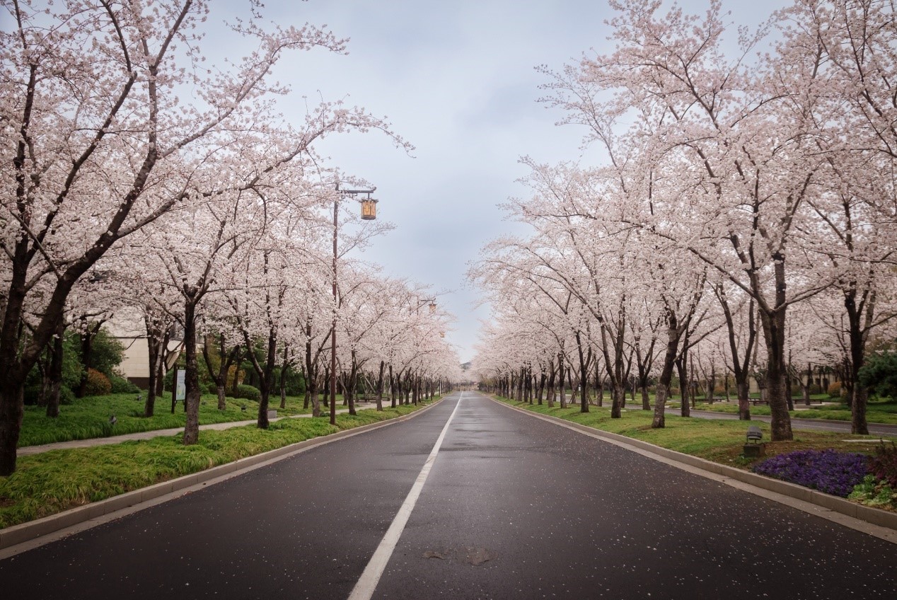 扬州樱花大道图片