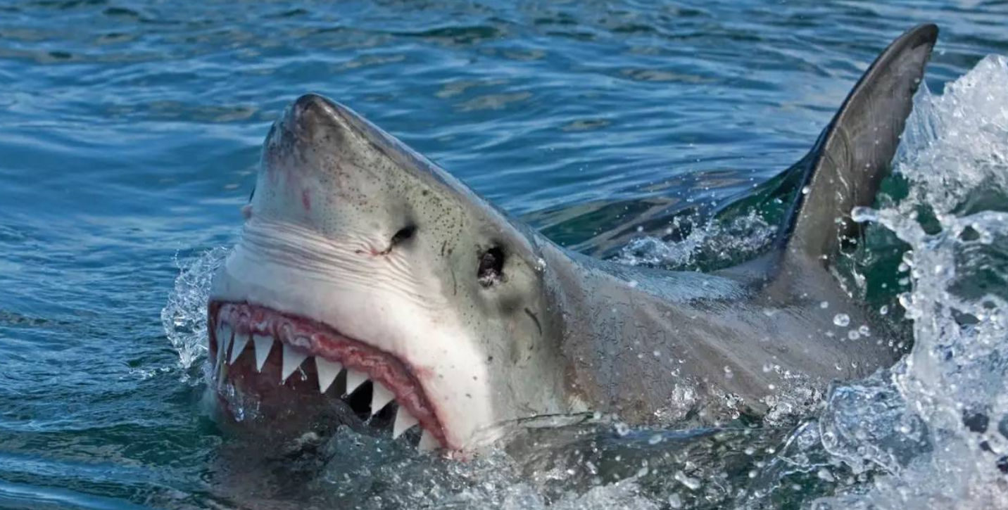 沙虎鲨牙齿图片