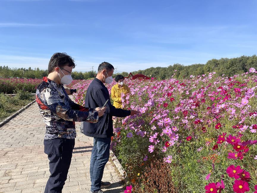 新疆農業博覽園百畝菊花競相綻放