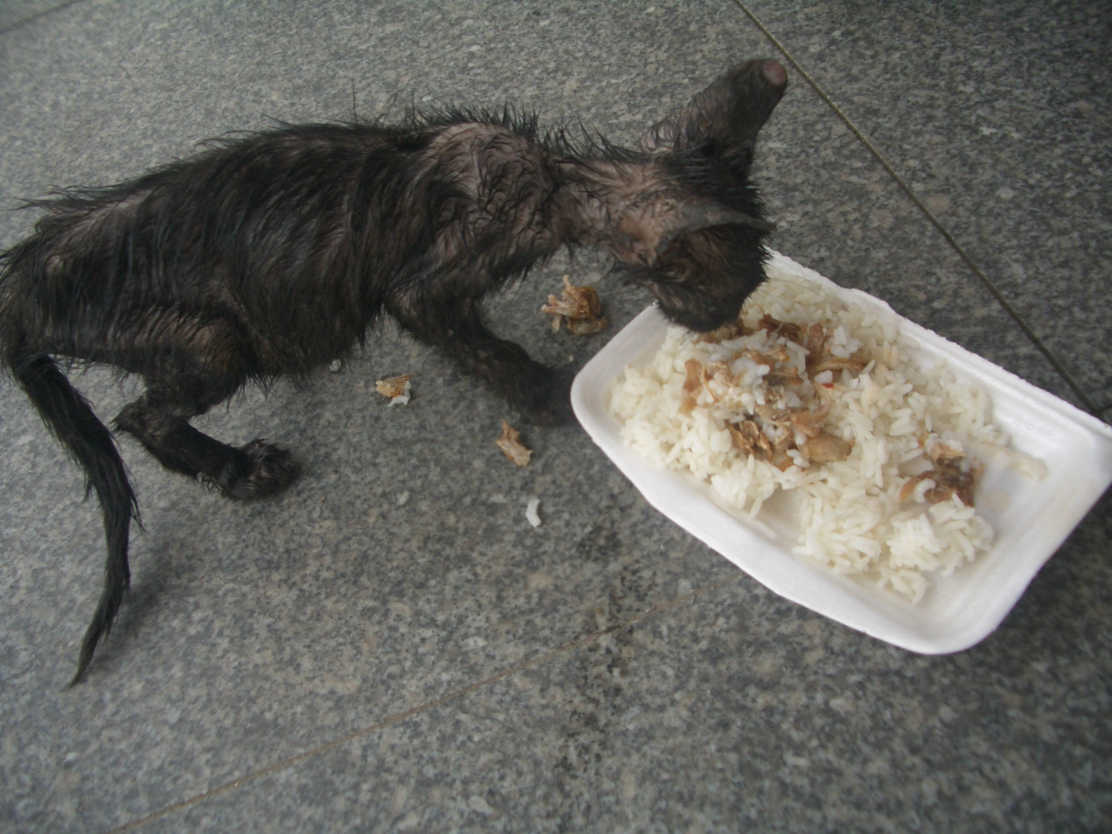 那可怜的流浪猫,老婆其实