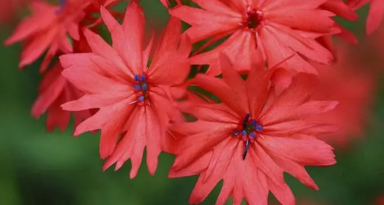 剪秋罗是什么植物