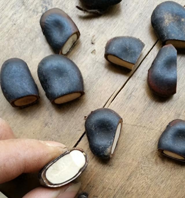 禾雀花种子催芽方法步骤