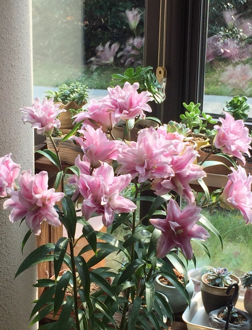 重瓣香水百合花"伊莎贝拉"—花大色美香气浓,封闭阳台也能种