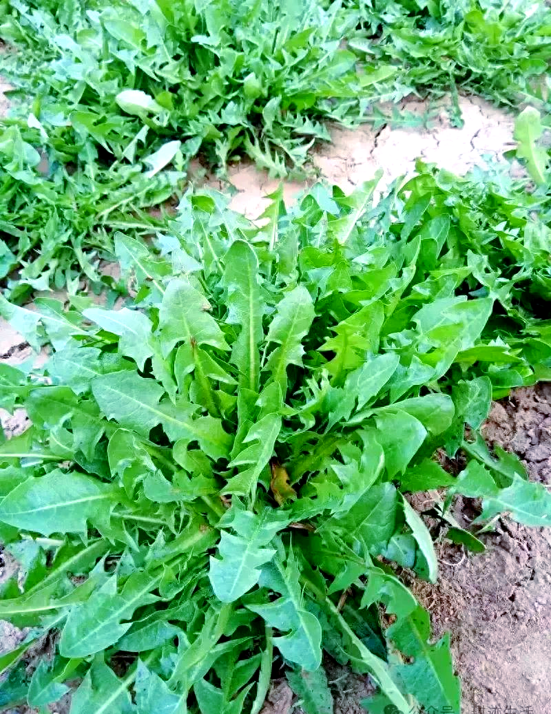 秋日苦菜,品味自然的美食之旅