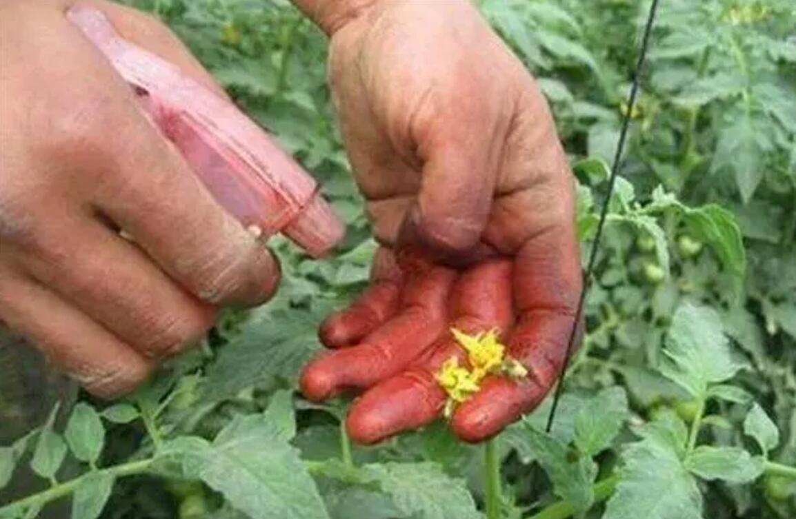 西红柿授粉方式图片