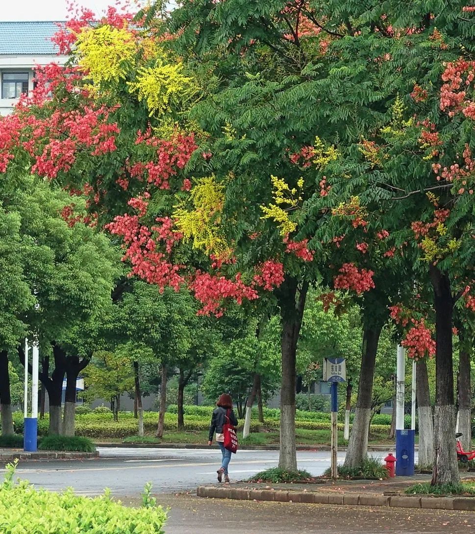 中国禾火口十图鉴