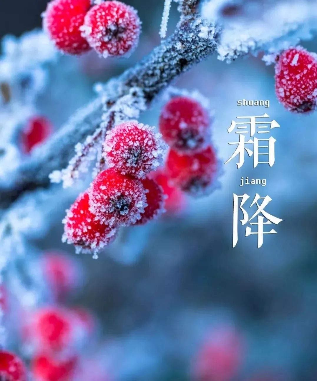 霜降是二十四节气之一,为了传承中华民族传统文化,让孩子们感受传统