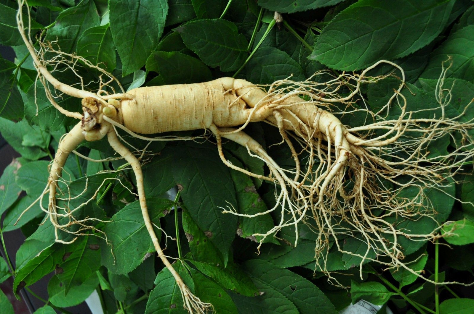 人参- 热门商品专区