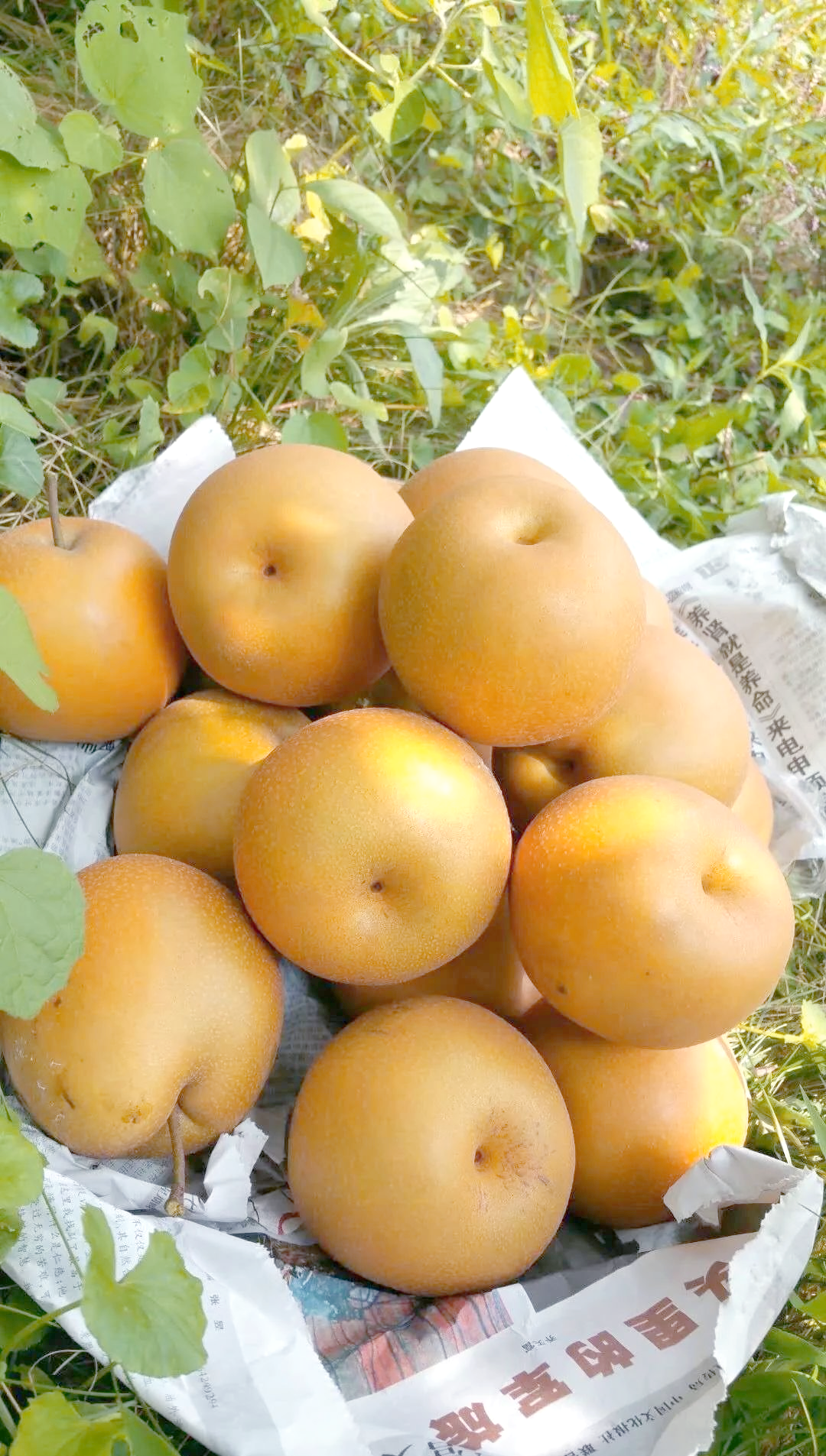 梨子品种多样,从翠玉到金秋各具特色