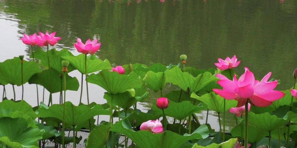 张元春专栏|七绝-荷花(平水韵)