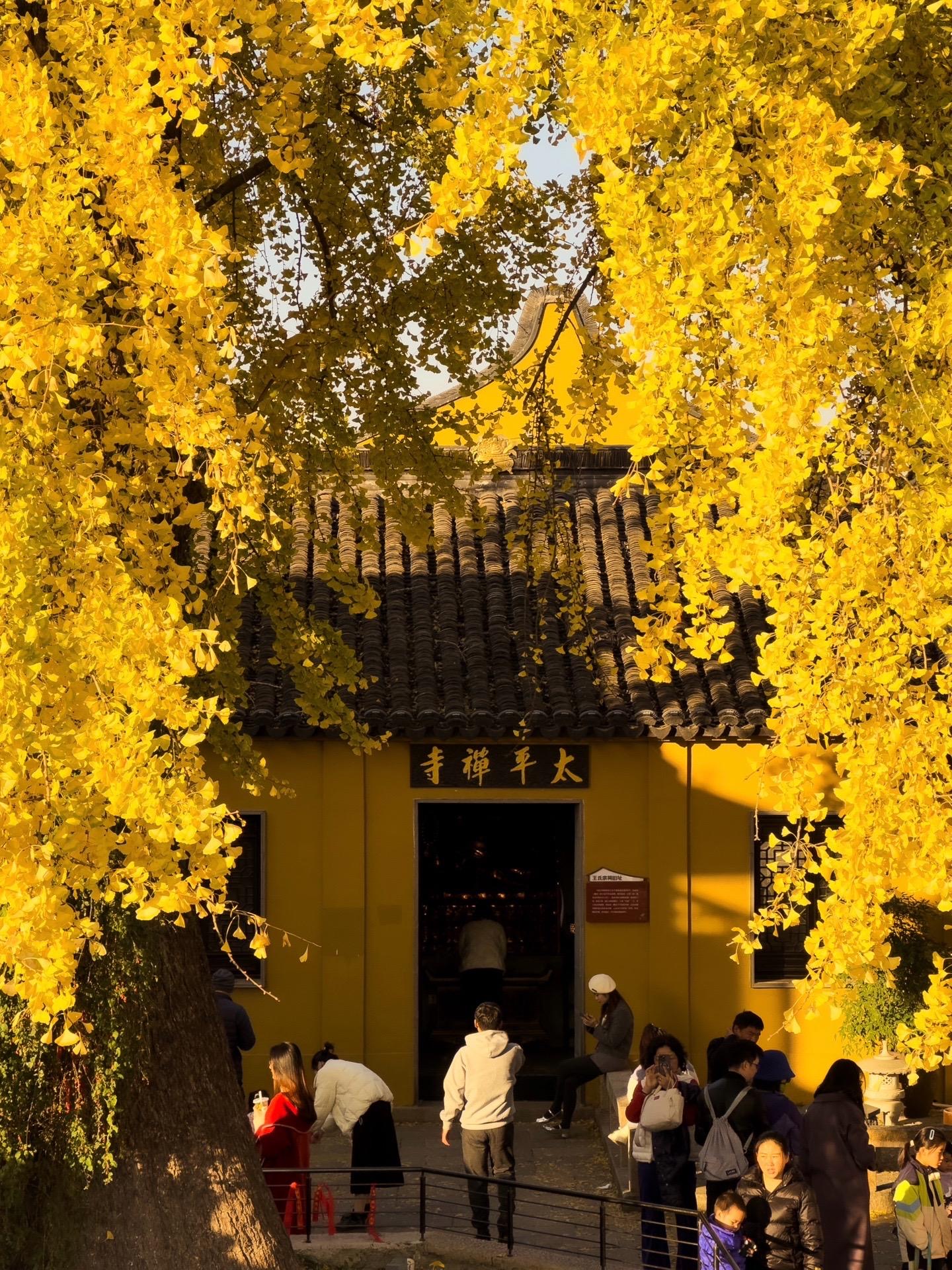 苏州相城太平禅寺千年古银杏树叶黄了,吸引无数游客前来拍照留影