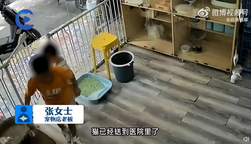 2名男孩趁没人私闯宠物店暴力摔猫,抓起来反复摔,店主回应:是隔壁邻居