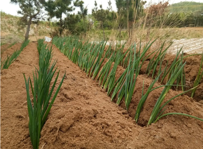 葱秧子的栽种技术