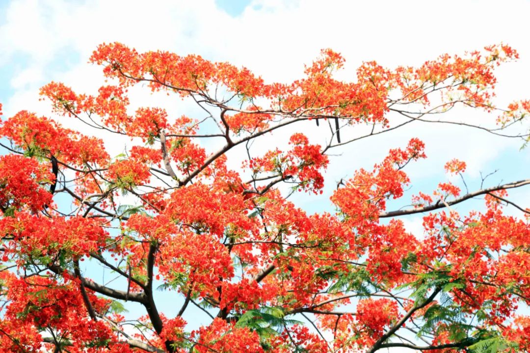 多圖 視頻!鳳凰花開,紅河