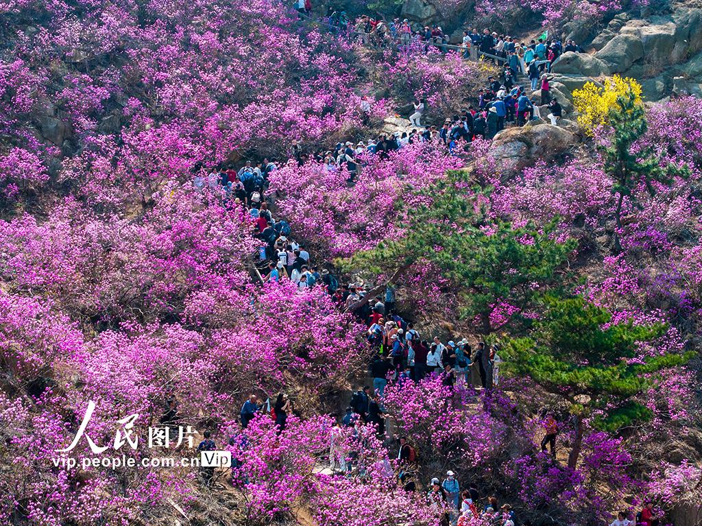 山东青岛:大珠山杜鹃花盛开