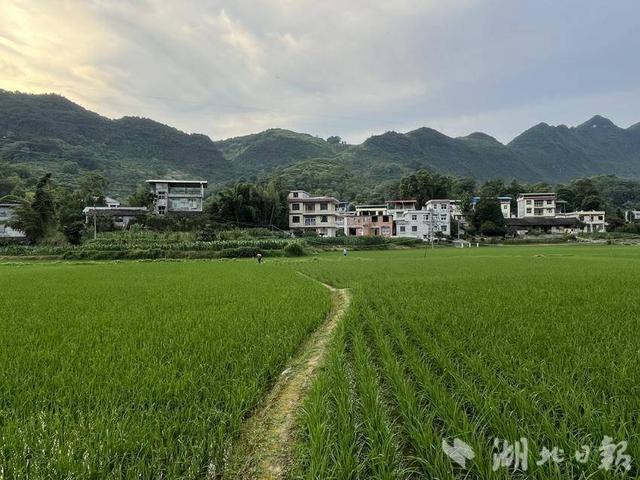 宣恩李家河:人大代表助力"良田粮用"