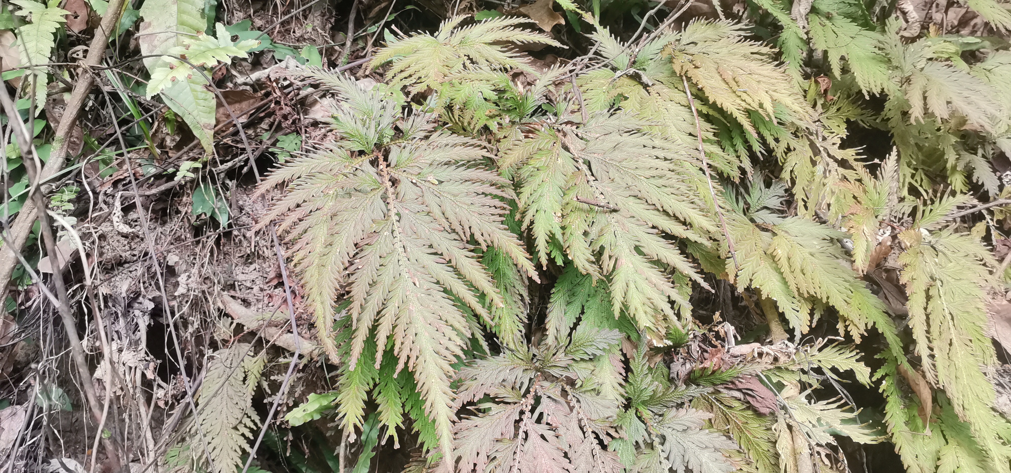 江南卷柏和深绿卷柏,翠云草功效差不多,民间常用于治疗黄疸