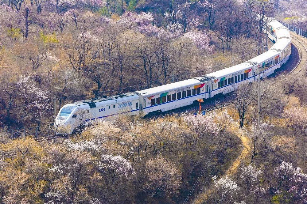 一条"开往春天的列车"带你穿越漫山遍野的花海