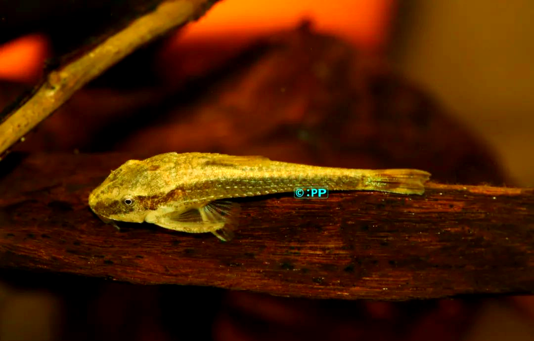 这种鲶鱼主要生活在巴西南部和东南部沿岸的里约热内卢州,其分布范围