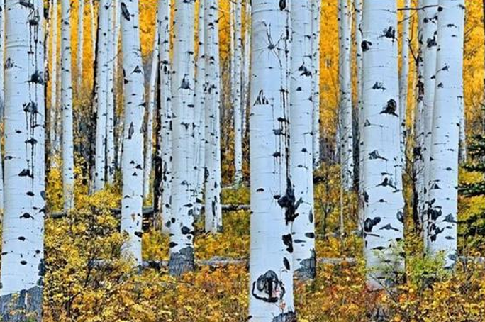 俗称 砍不断 比钢铁还硬的树木 但野生稀少 谁若偶遇请保护 来自百家号 农村草木记 不错网