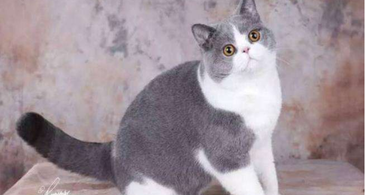 马山山的猫是什么品种