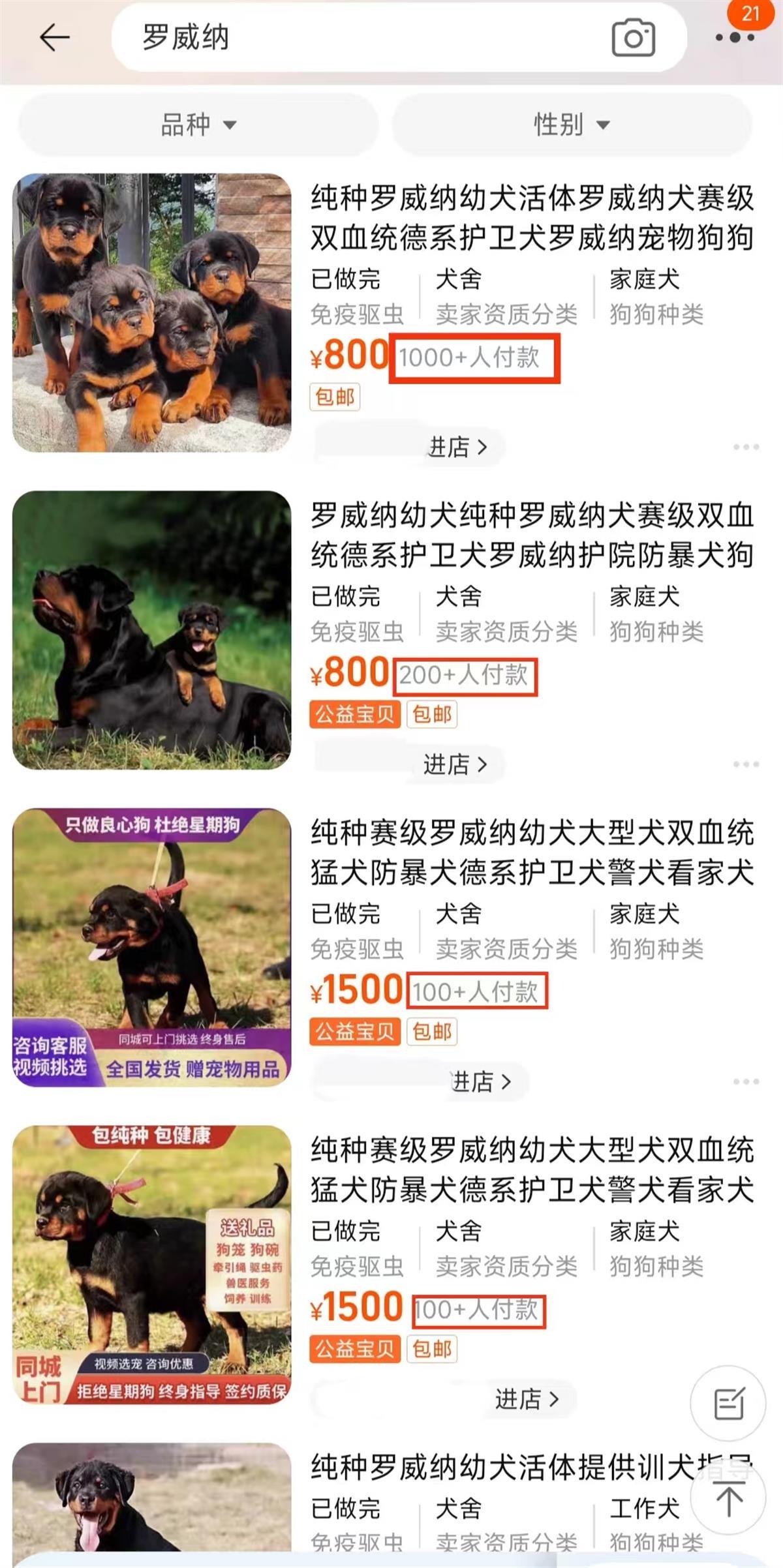 罗威纳犬市场价多少钱图片