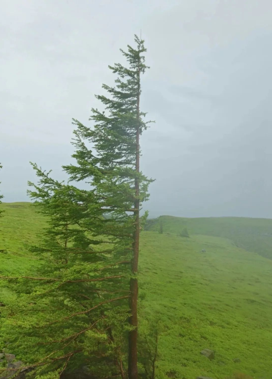 探索高山地区旗形树的奇妙形成