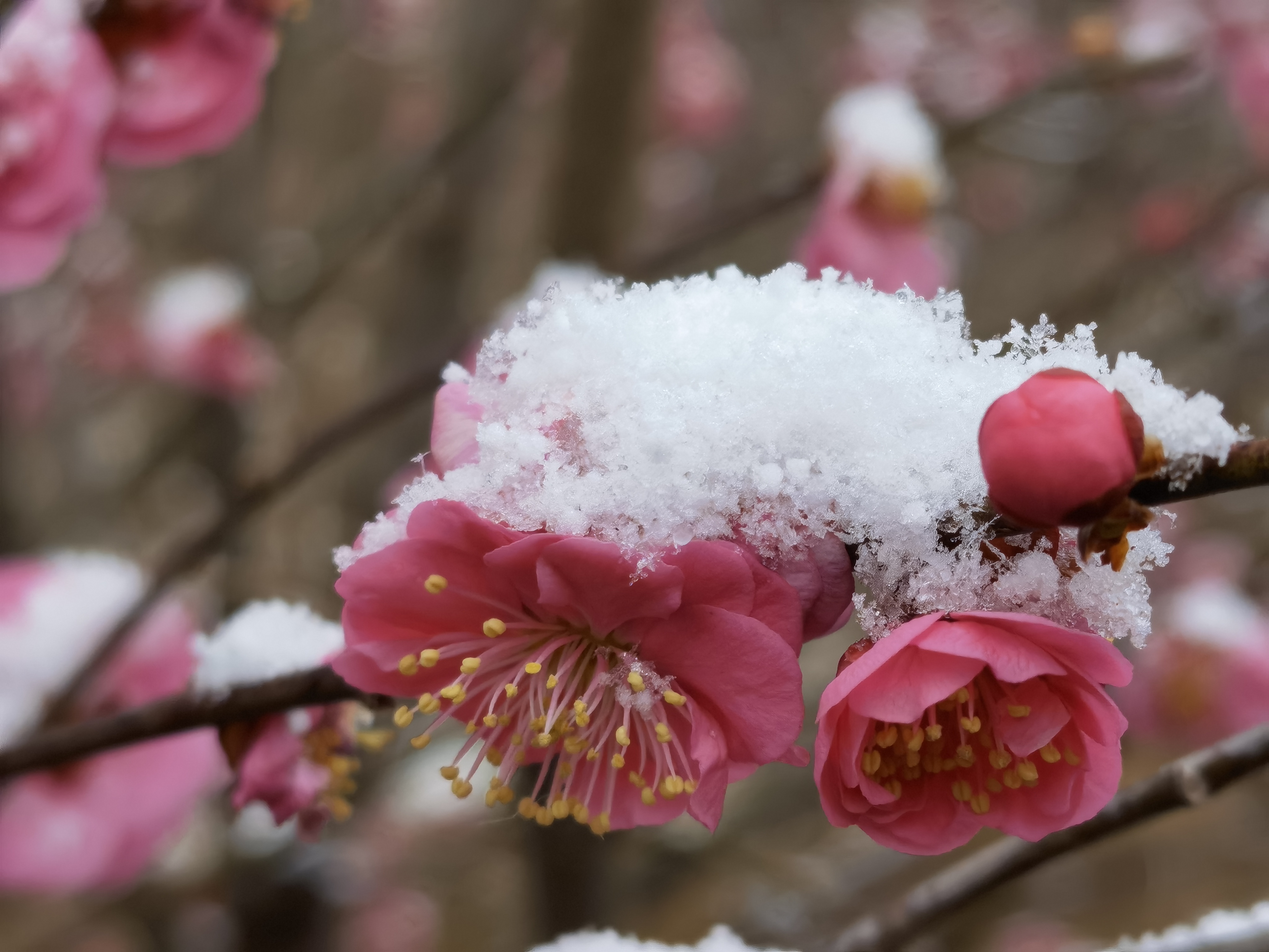 梅花的傲雪迎春照片图片