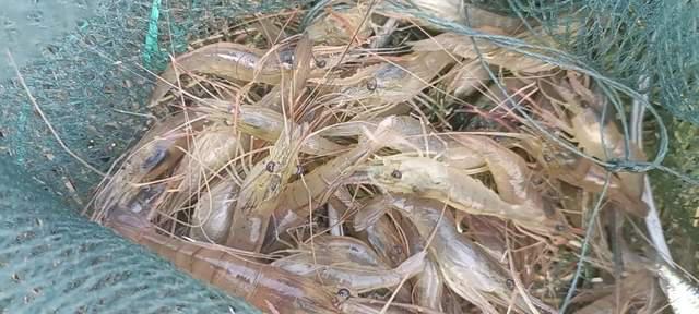 致富经养对虾视频(如何养丰年虾视频教程)